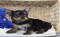 Yorkshire Terrier dogs for sale: Lexi - Extra Small - Image 2