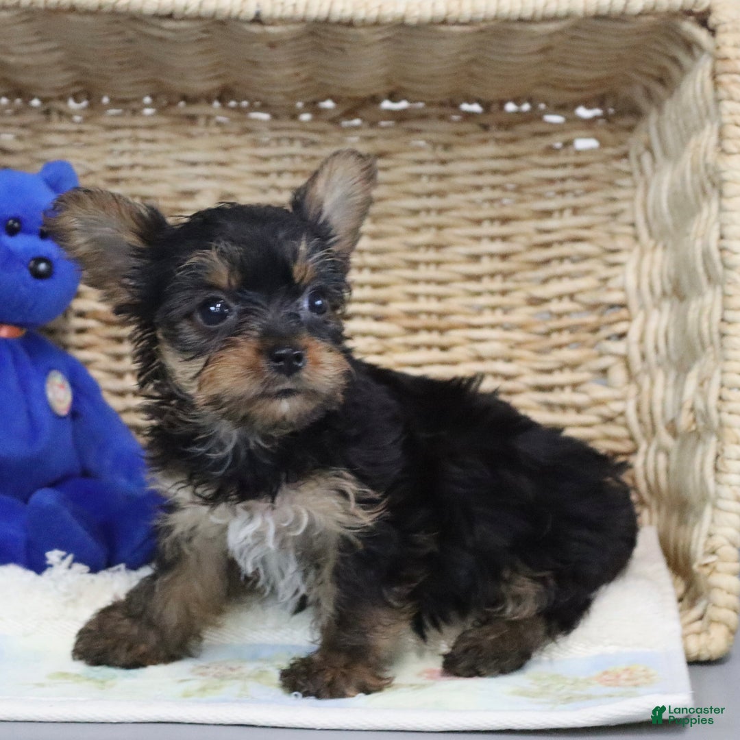 Yorkshire Terrier dogs for sale: Lexi - Extra Small - Image 2
