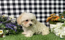 Morkie dogs for sale: Champ - Image 5