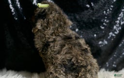 Miniature Poodle dogs for sale: Taki - Image 7