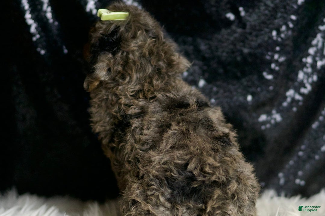 Miniature Poodle dogs for sale: Taki - Image 7