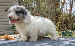 Cavapoo dogs for sale: Stevie - Image 3