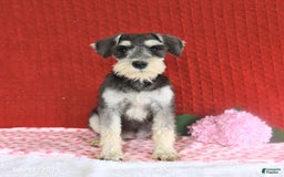 Miniature Schnauzer dogs for sale: Malenna - Image 11