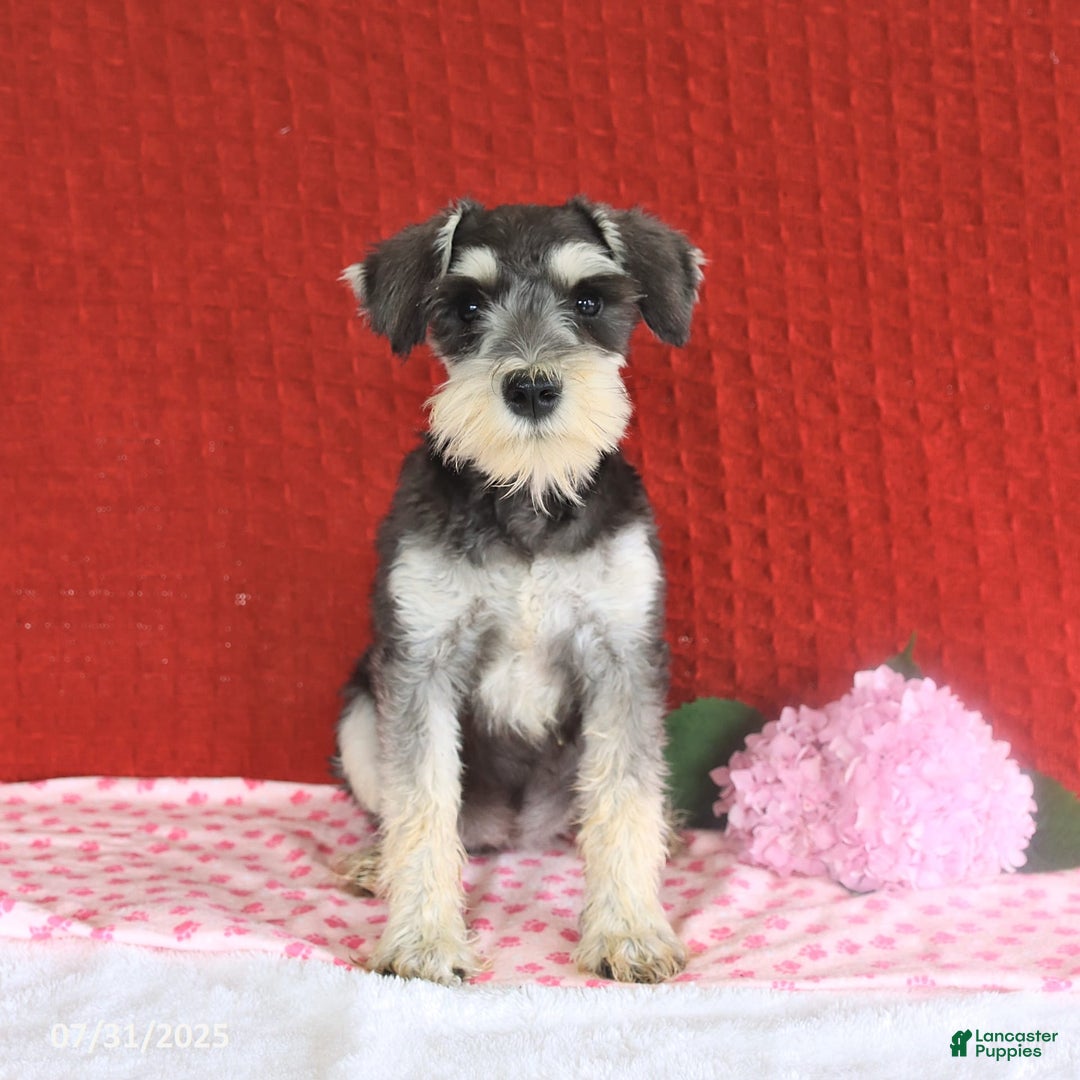 Miniature Schnauzer dogs for sale: Malenna - Image 11