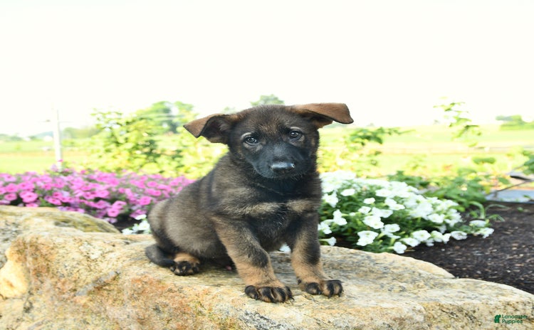 German Shepherd dogs - Advert 23
