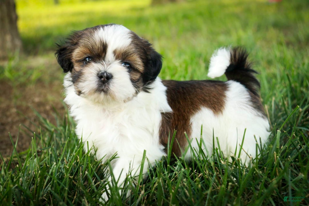 Shih Tzu dogs for sale: Raleigh - Image 5