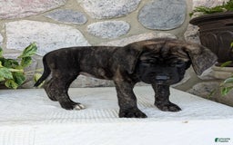 English Mastiff dogs for sale: Blossom - Image 3