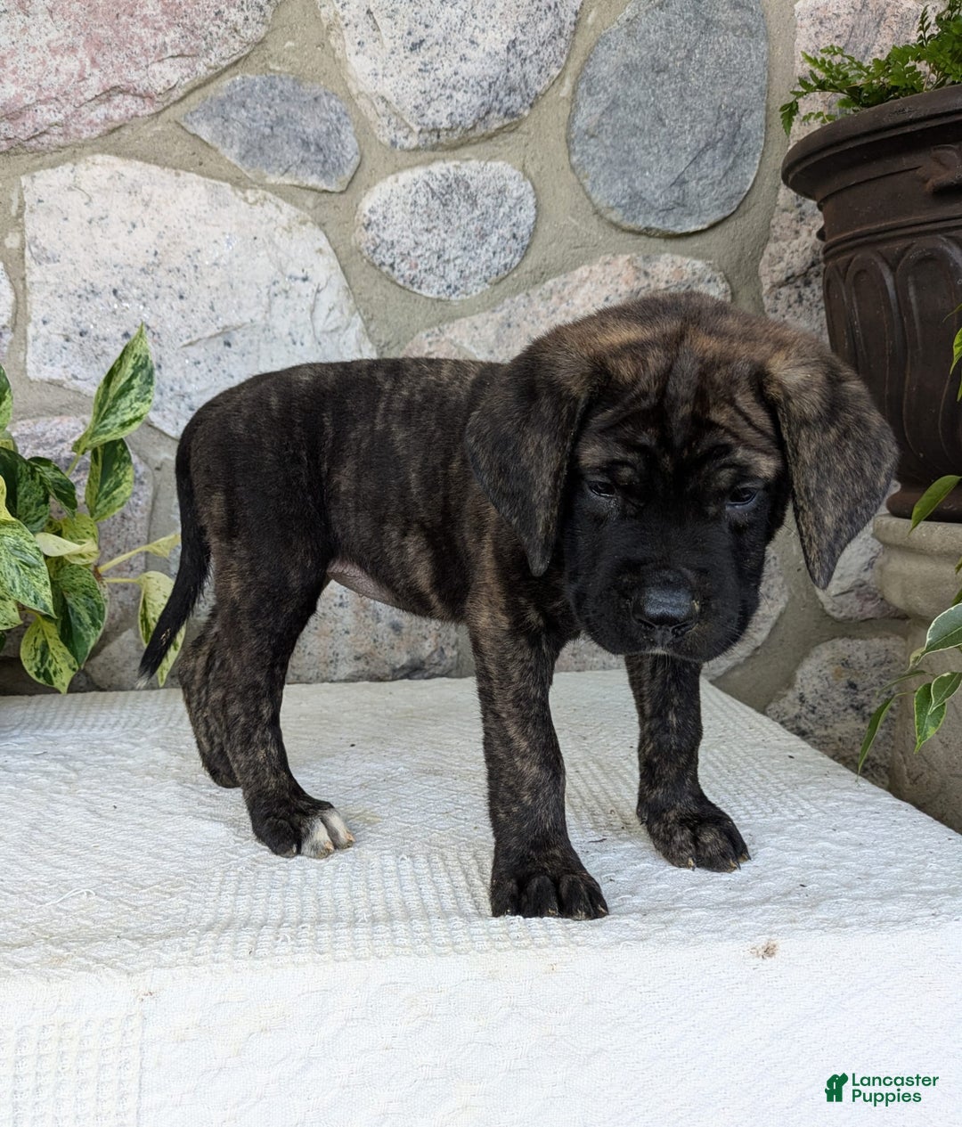 English Mastiff dogs for sale: Blossom - Image 3