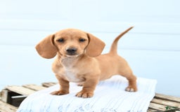 Dachshund dogs for sale: Bella - Image 2