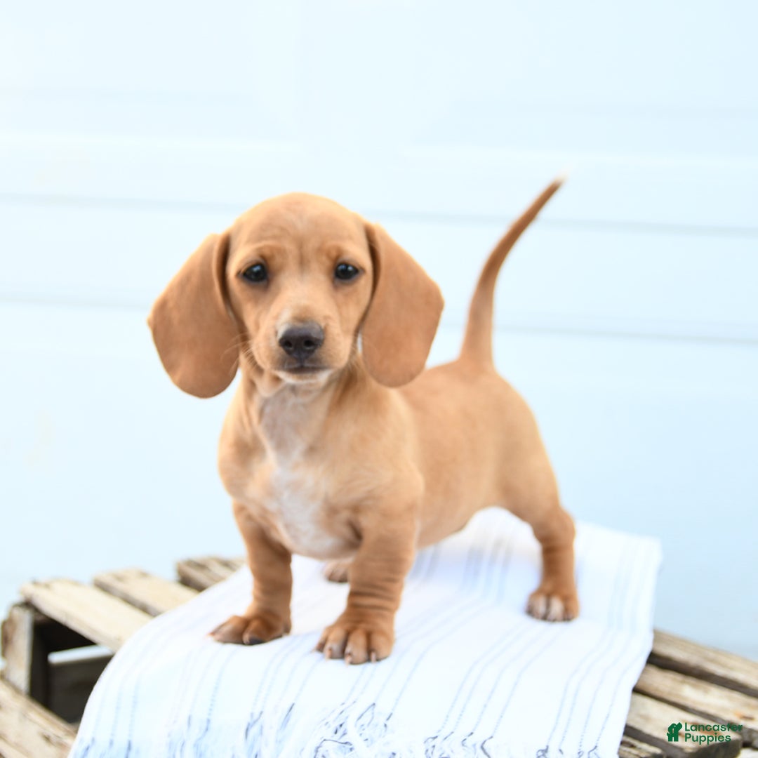 Dachshund dogs for sale: Bella - Image 2