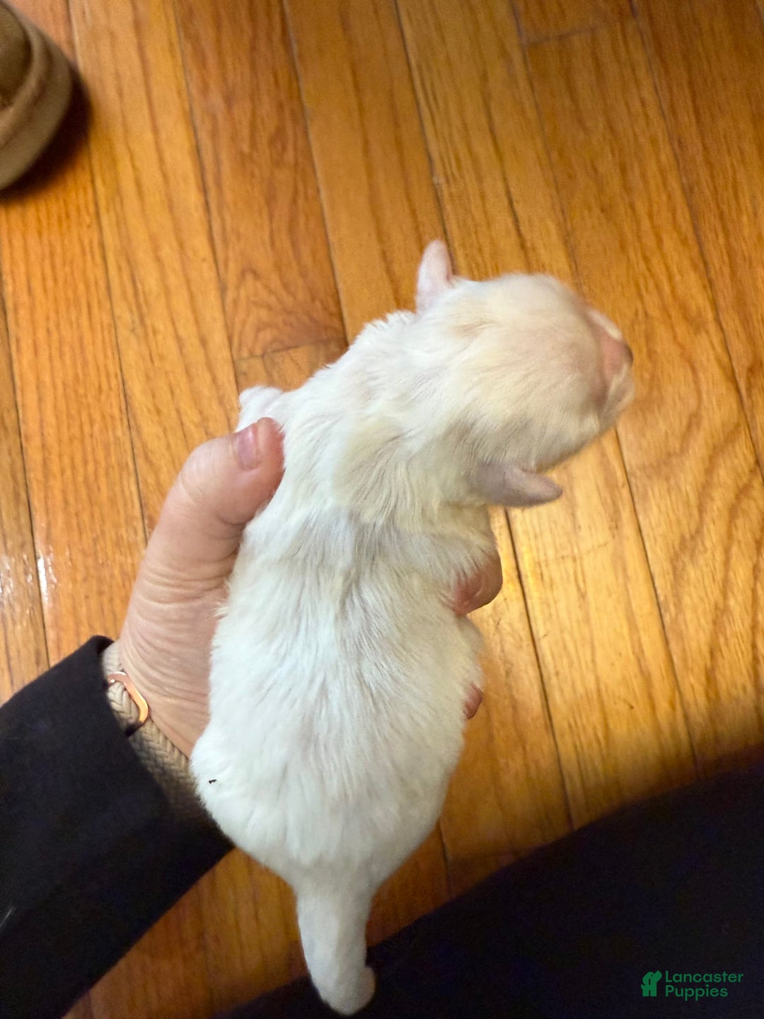 Shih Tzu dogs for sale: Stella Pups - Image 2