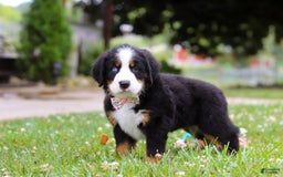 Bernese Mountain Dog dogs for sale: Blue Sky - Image 6
