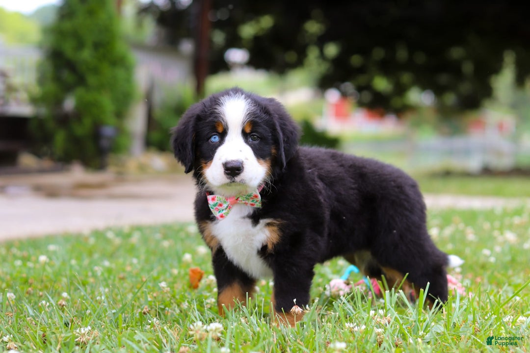 Bernese Mountain Dog dogs for sale: Blue Sky - Image 6