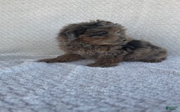 Mini Aussiedoodle dogs for sale: Holly - Image 6