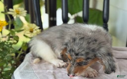 Miniature Dachshund dogs for sale: Miniature Dachshund 7 puppies - Image 3