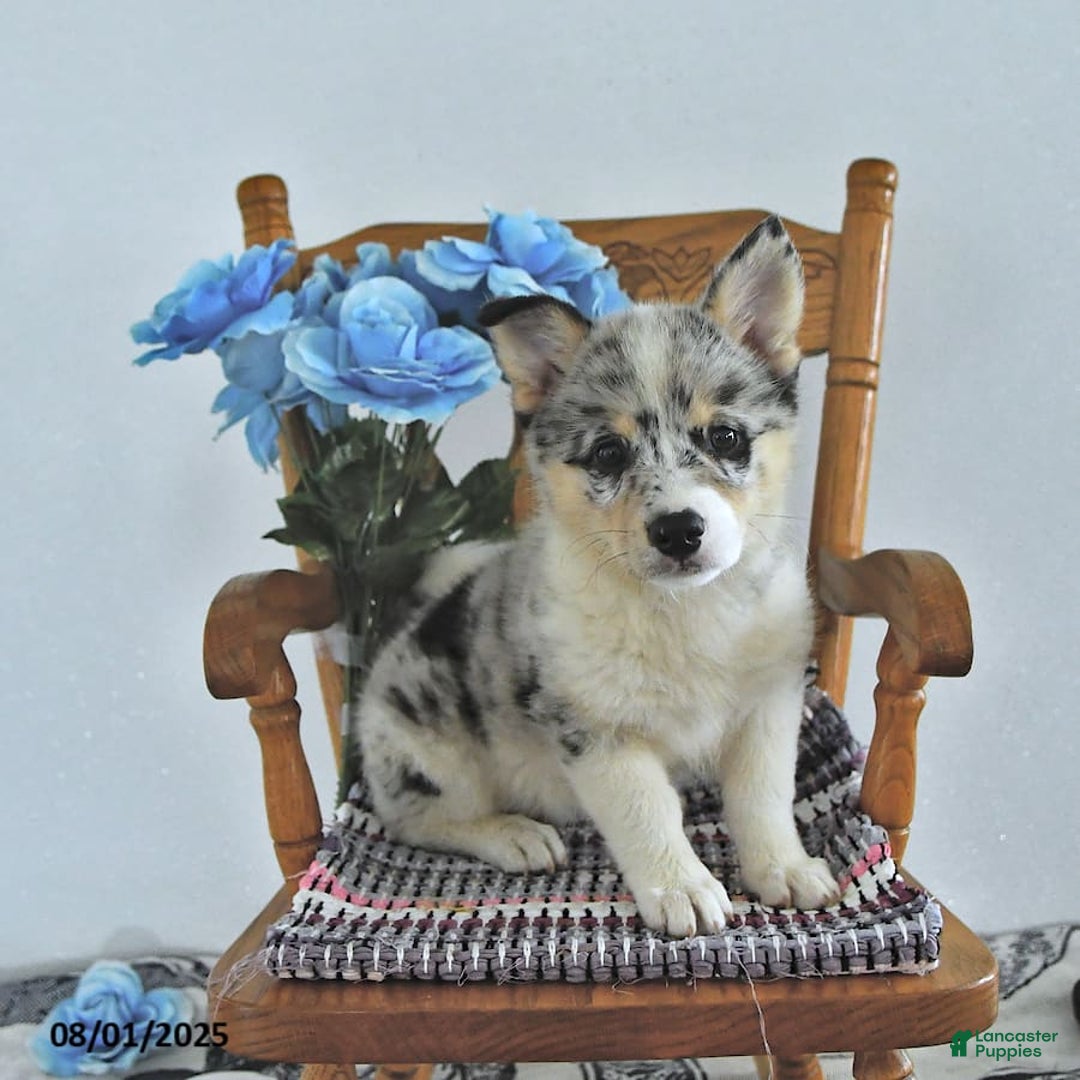 American Eskimo dogs for sale: Gracie - Image 4