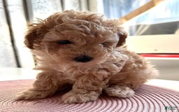 Maltipoo dogs for sale: Roman - Image 3