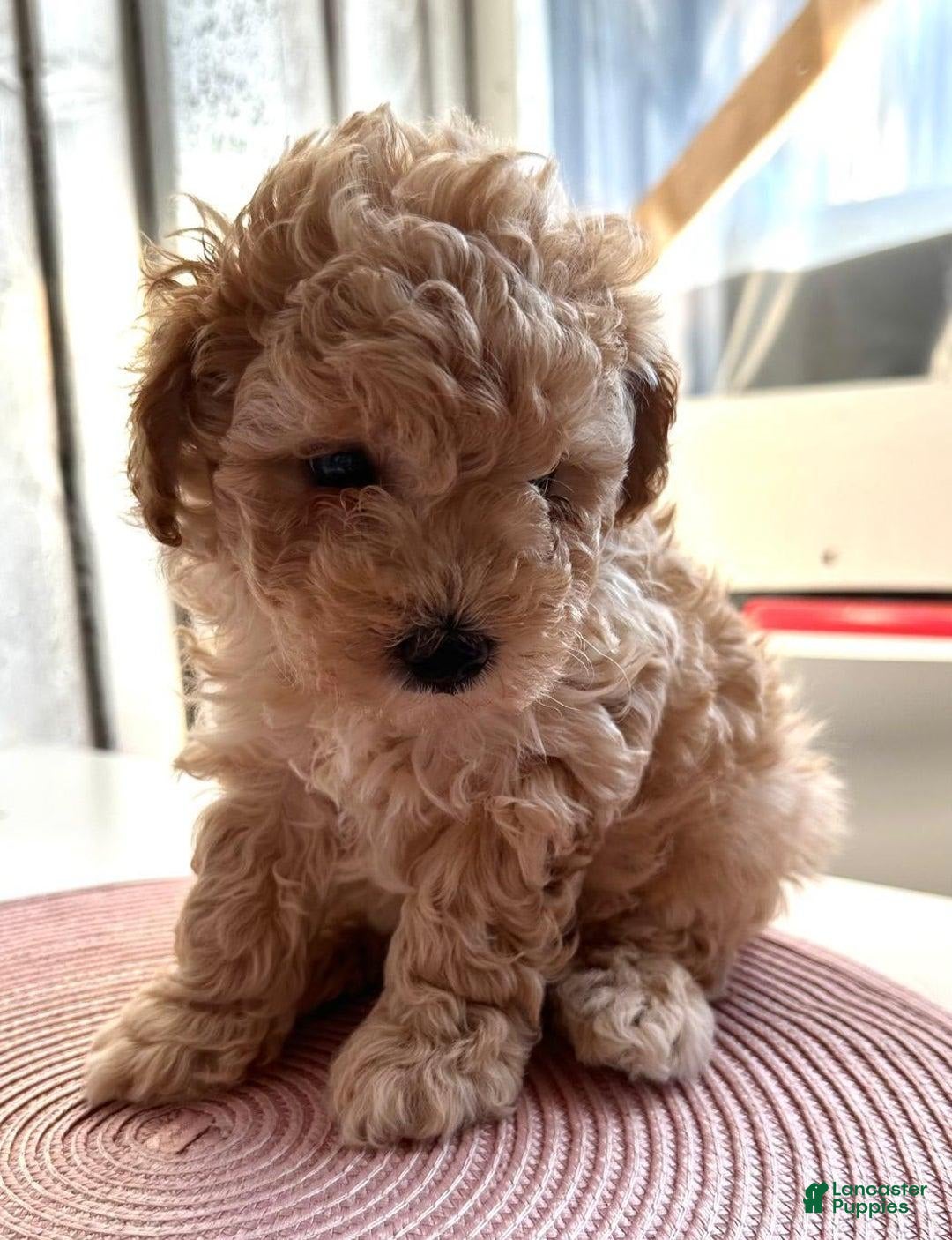Maltipoo dogs for sale: Roman - Image 3