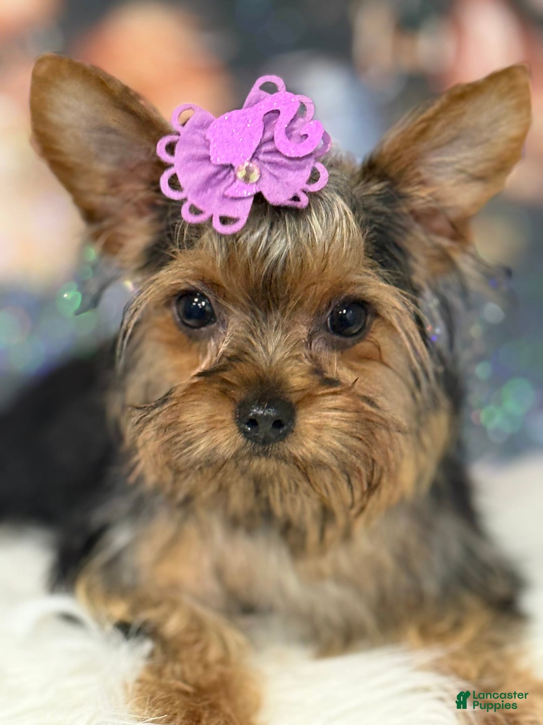 Yorkshire Terrier dogs for sale: Lola - Image 8