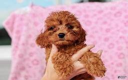 Cavapoo dogs for sale: Brooke - Image 1