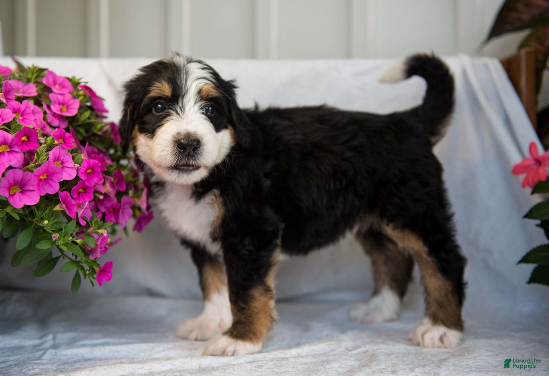 Bernedoodle dogs for sale: Jerry - Image 2
