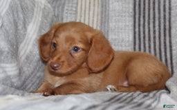 Miniature Dachshund dogs for sale: Zack - Image 8