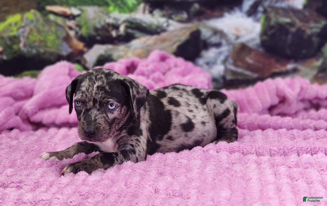 Catahoula Leopard Dog dogs for sale: Luna 2025 Female 1 - Image 4