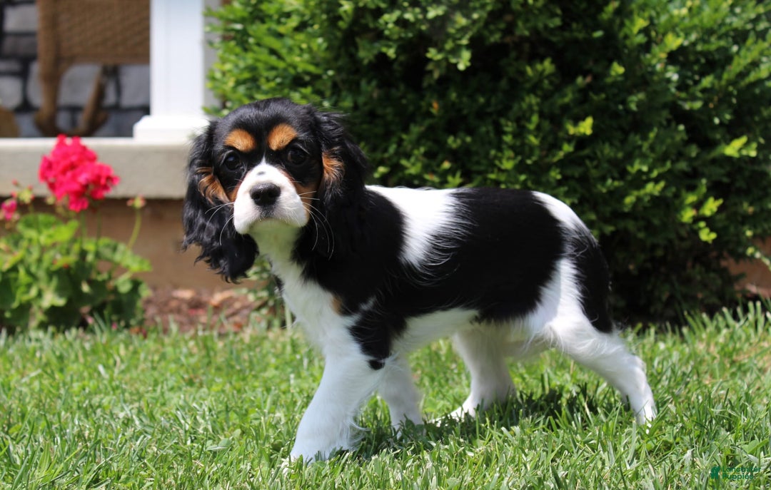 Cavalier King Charles Spaniel dogs for sale: Missy - Image 24