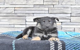 German Shepherd dogs for sale: Skyler - Image 1