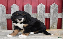 Bernedoodle dogs for sale: Kyla - Image 3