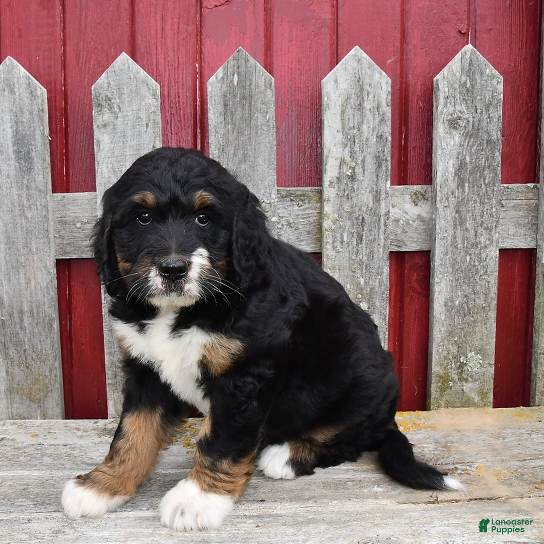 Bernedoodle dogs for sale: Kyla - Image 3