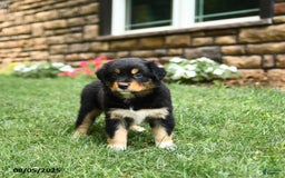 Australian Shepherd dogs for sale: Australian Shepherd 10 puppies - Image 6