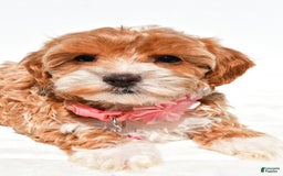 Maltipoo dogs for sale: Dixie - Image 3