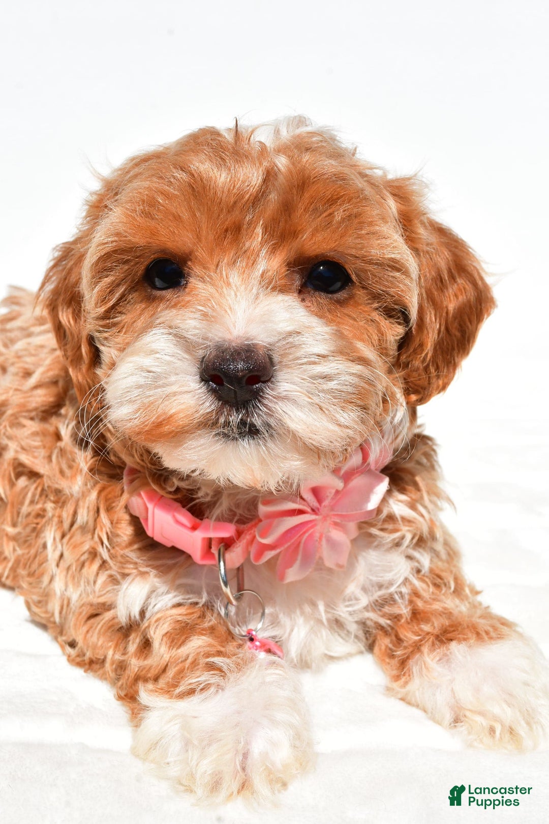 Maltipoo dogs for sale: Dixie - Image 3