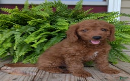 Mini Goldendoodle dogs for sale: Mini -coner - Image 8