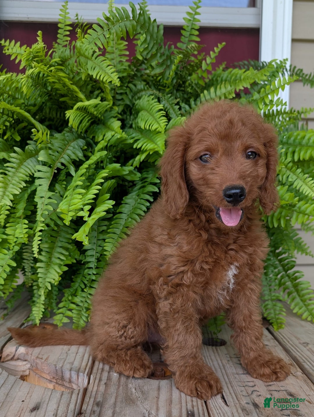 Mini Goldendoodle dogs for sale: Mini -coner - Image 8