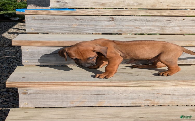 Rhodesian Ridgeback dogs for sale - Ad 2