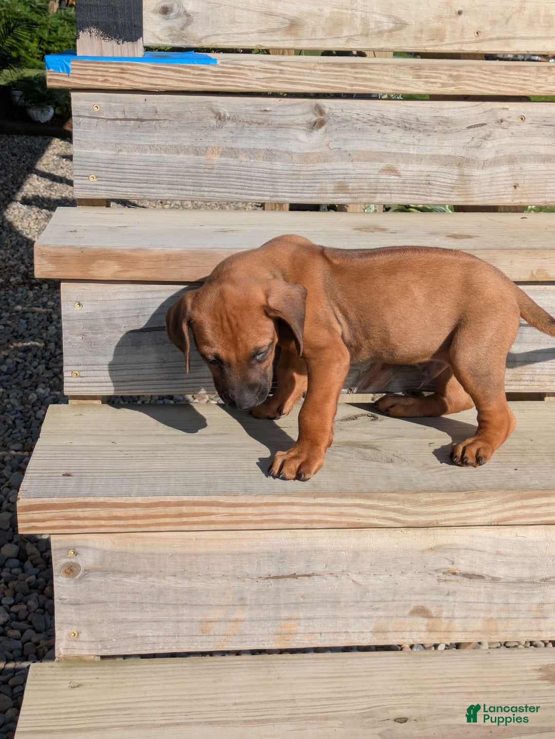 Rhodesian Ridgeback dogs for sale: Cooper - Image 1
