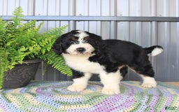 Mini Bernedoodle dogs for sale: Ace - Image 2