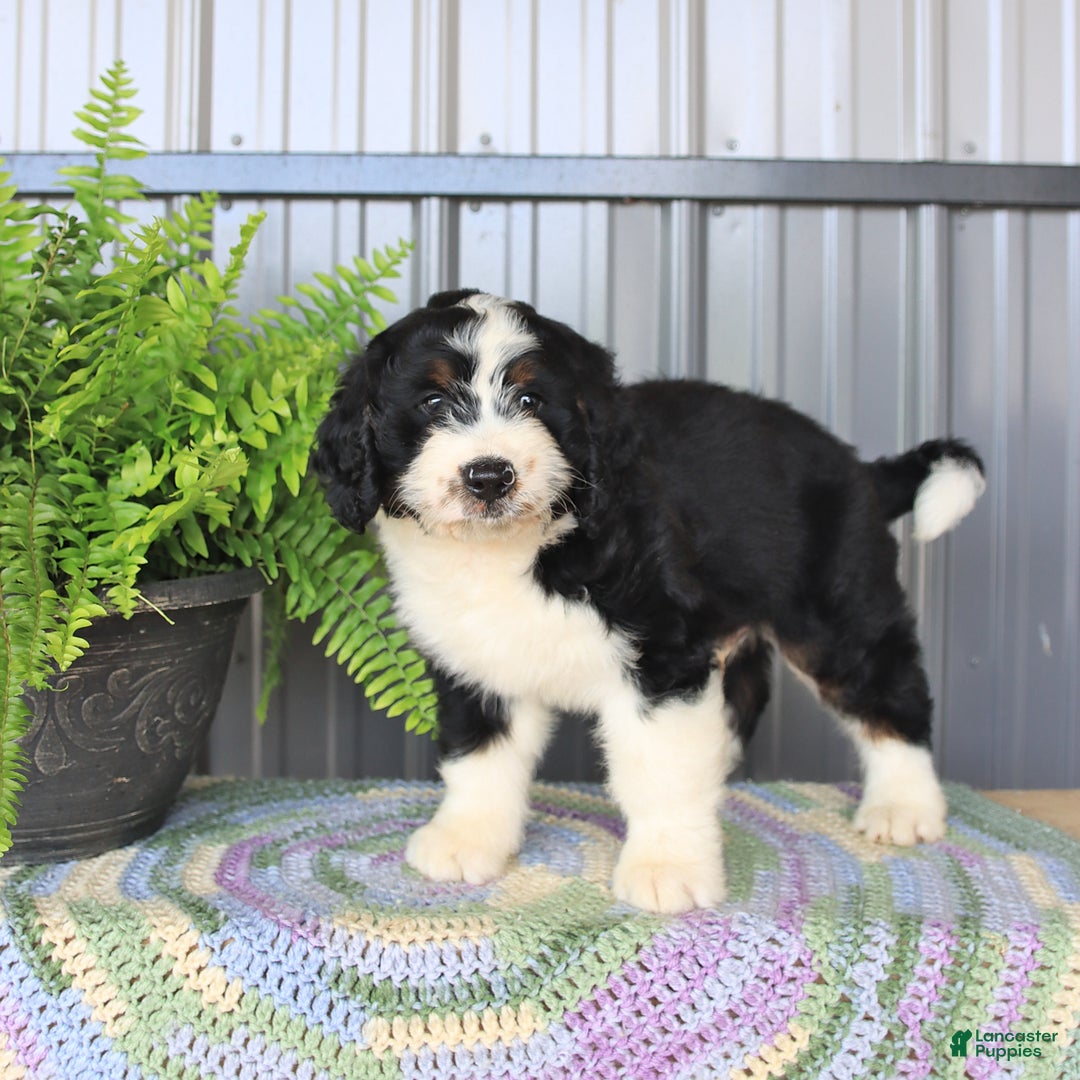 Mini Bernedoodle dogs for sale: Ace - Image 2
