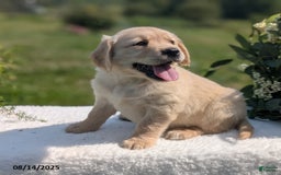 Golden Retriever dogs for sale: Macy - Image 3