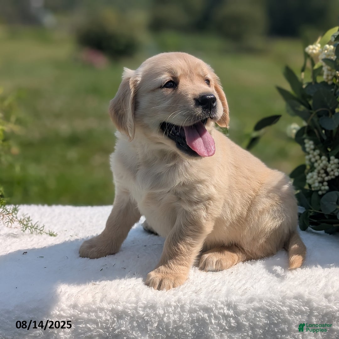 Golden Retriever dogs for sale: Macy - Image 3