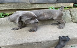 Cane Corso dogs for sale: Isis - Image 2
