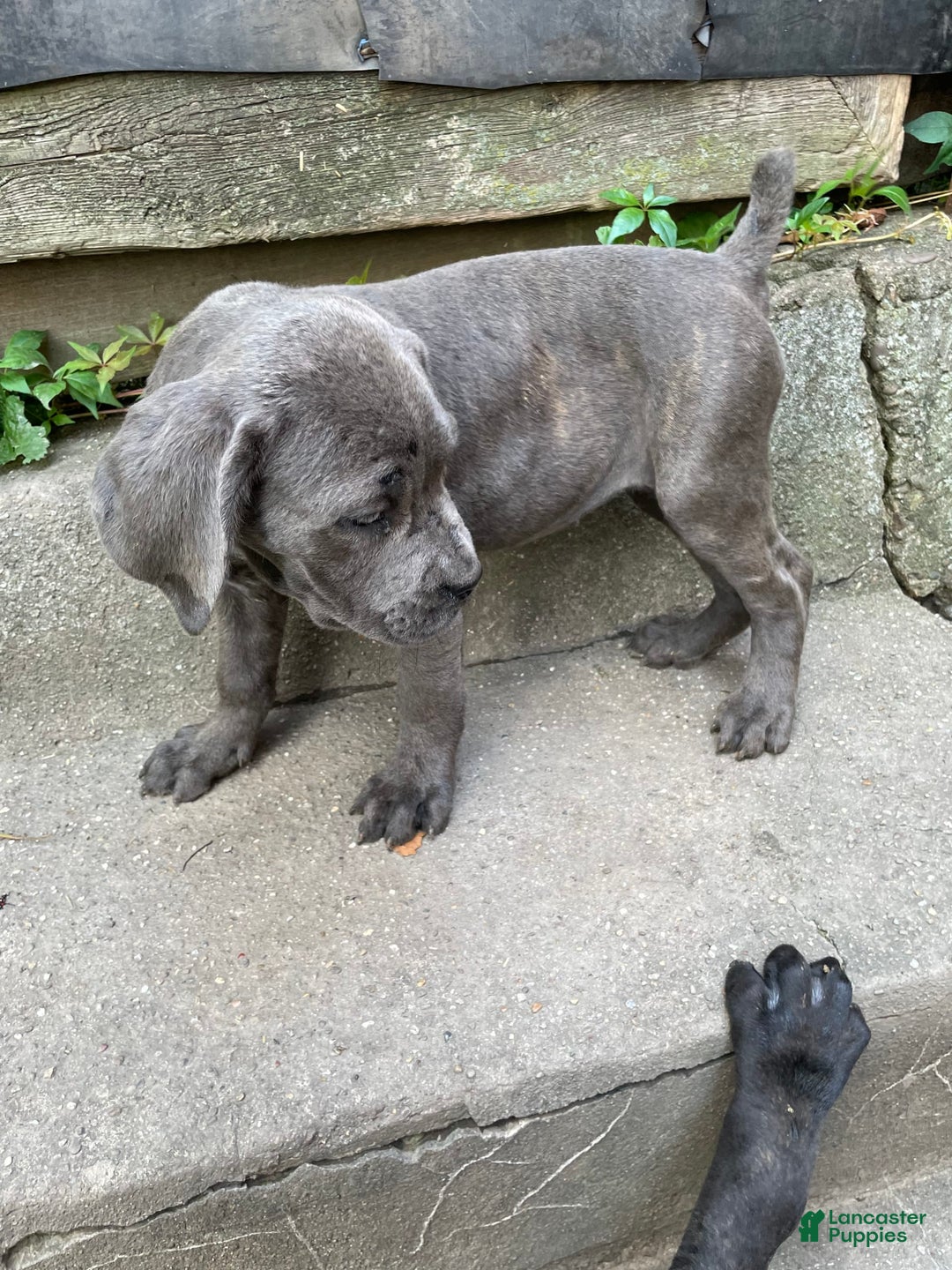 Cane Corso dogs for sale: Isis - Image 2