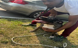 American Bully dogs for stud: Ace - Image 3