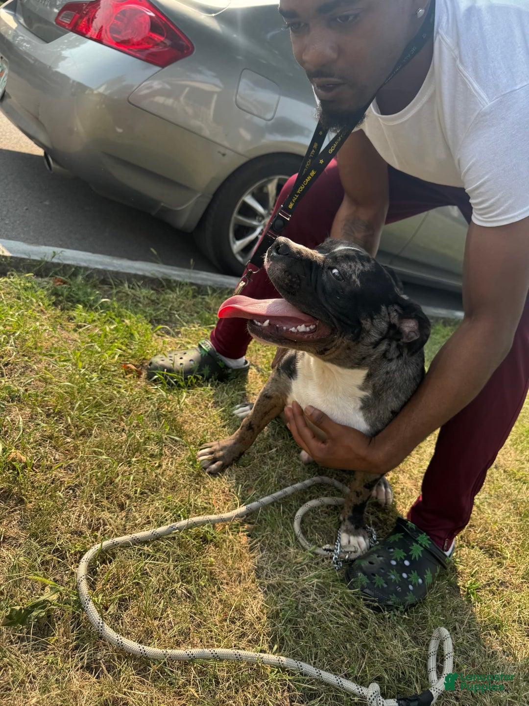 American Bully dogs for stud: Ace - Image 3