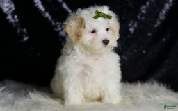 Maltipoo dogs for sale: Chucky - Image 6