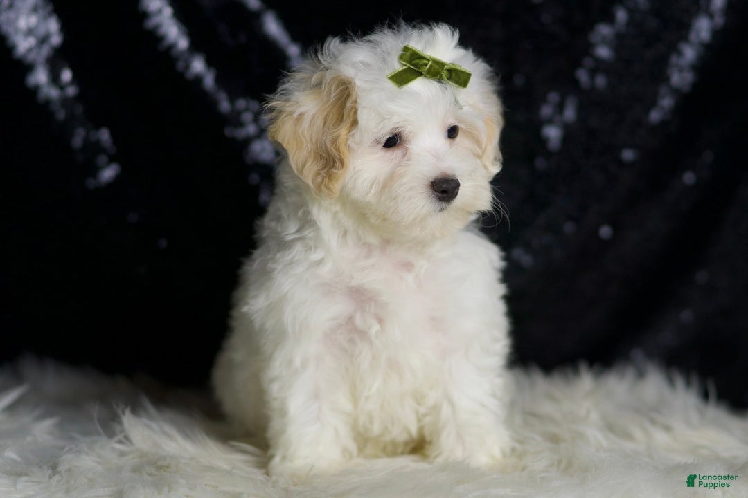 Maltipoo dogs for sale: Chucky - Image 6