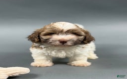 Havanese dogs for sale: OWEN - Image 1