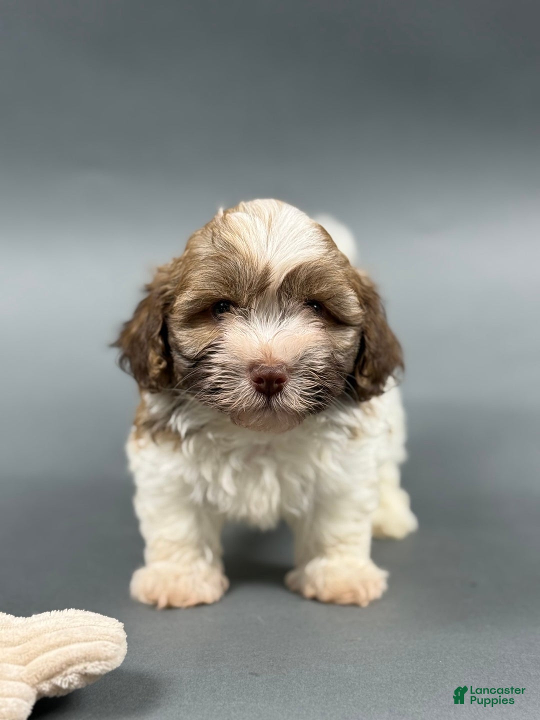 Havanese dogs for sale: OWEN - Image 1